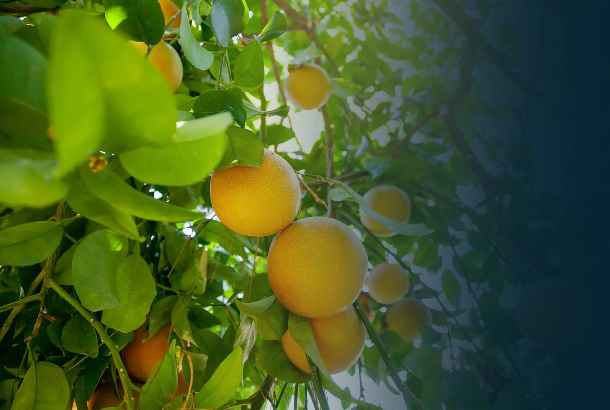 Ein Bild von mehreren Grapefruits, die an einem Grapefruitbaum hängen.