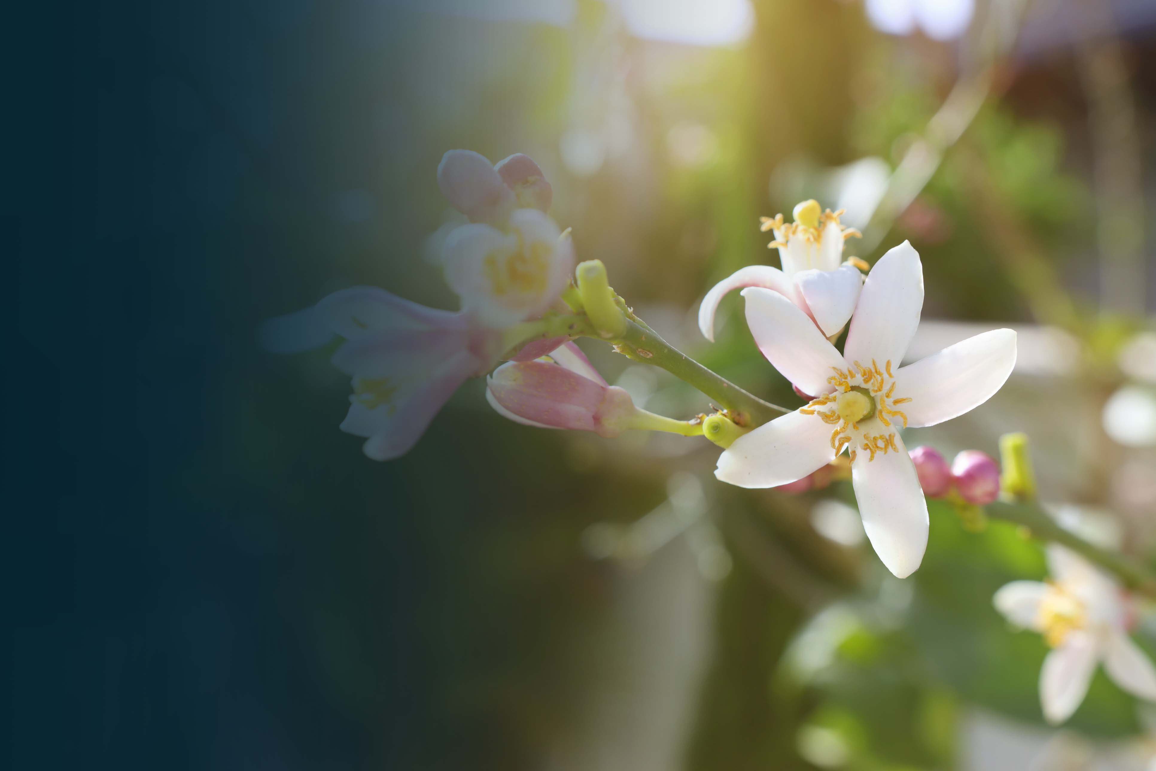 Ein Bild von mehreren Neroliblüten.