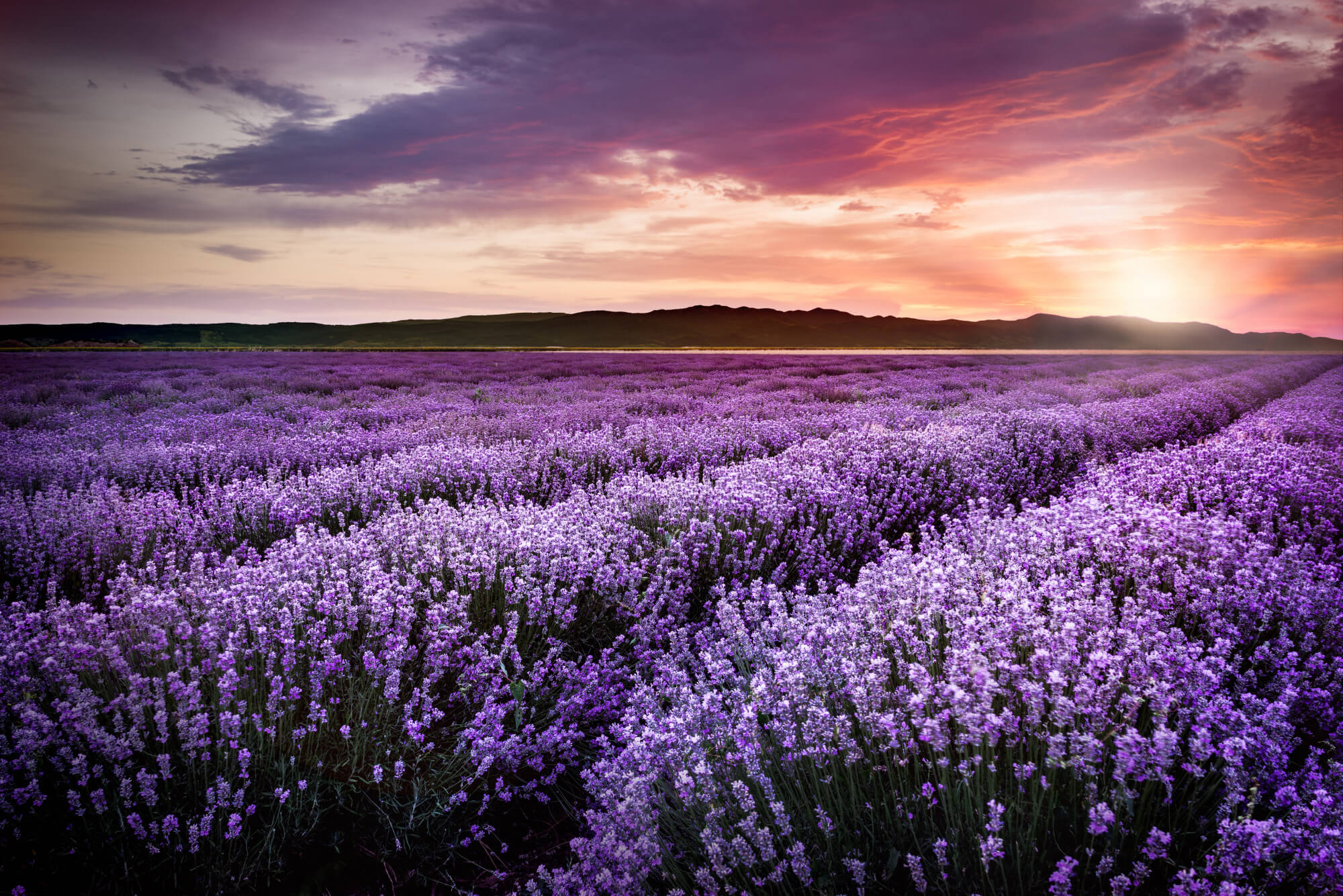 Ein Bild von einem großen Feld mit Lavendelpflanzen, welches als ätherisches Öl verarbeitet wird, bei Sonnenuntergang.